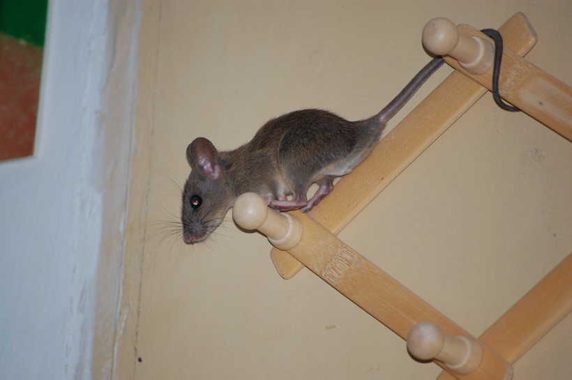 尼康d40x详细介绍,尼康d40x狗头机