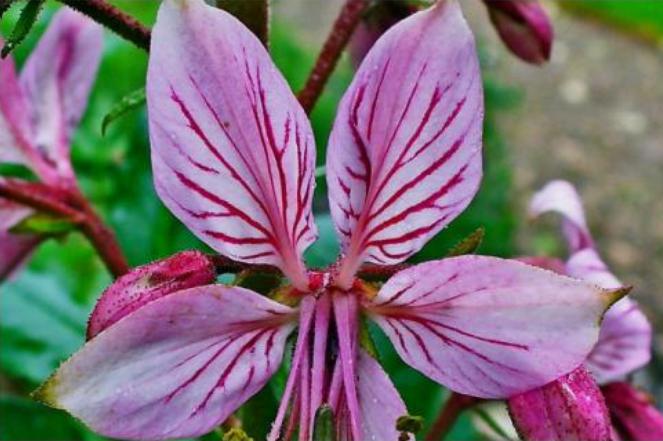 白鲜花瓣白带粉，粉身碎骨救他人