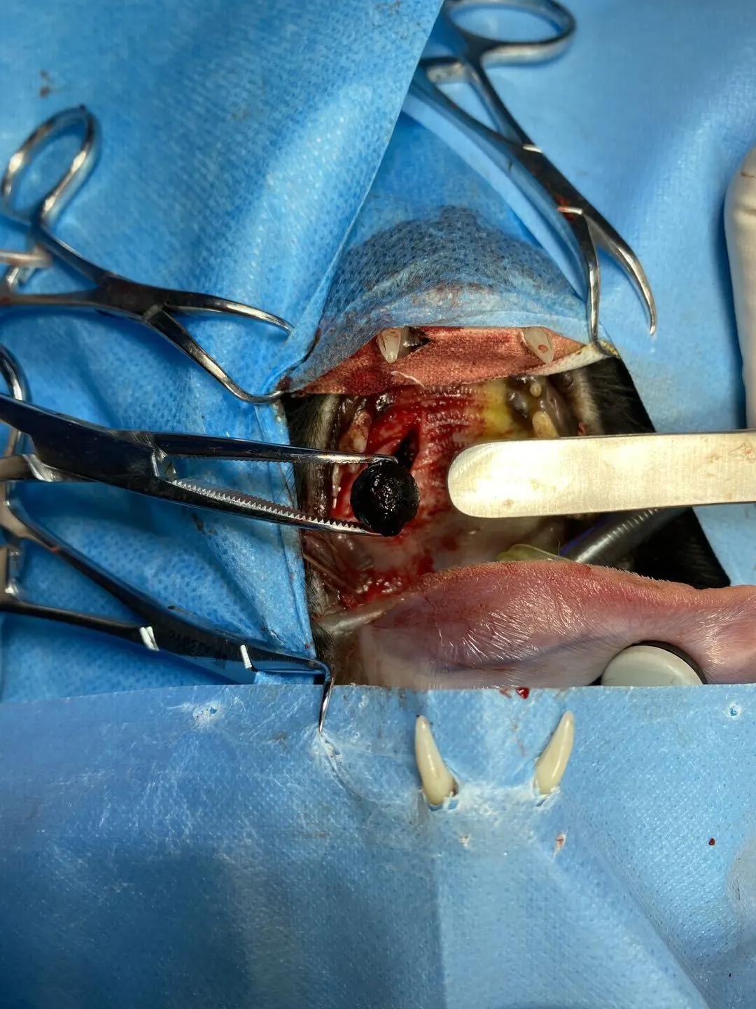 如果狗身上有虱子应该怎么办,如果狗狗身上有虫子怎么办