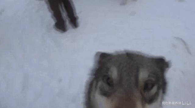 这位“女汉子”在*疆新**，把狼养成了哈士奇，就是经常揍狼的那个