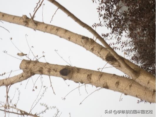 移栽树木怎么保持成活率,移栽树木如何促发新根