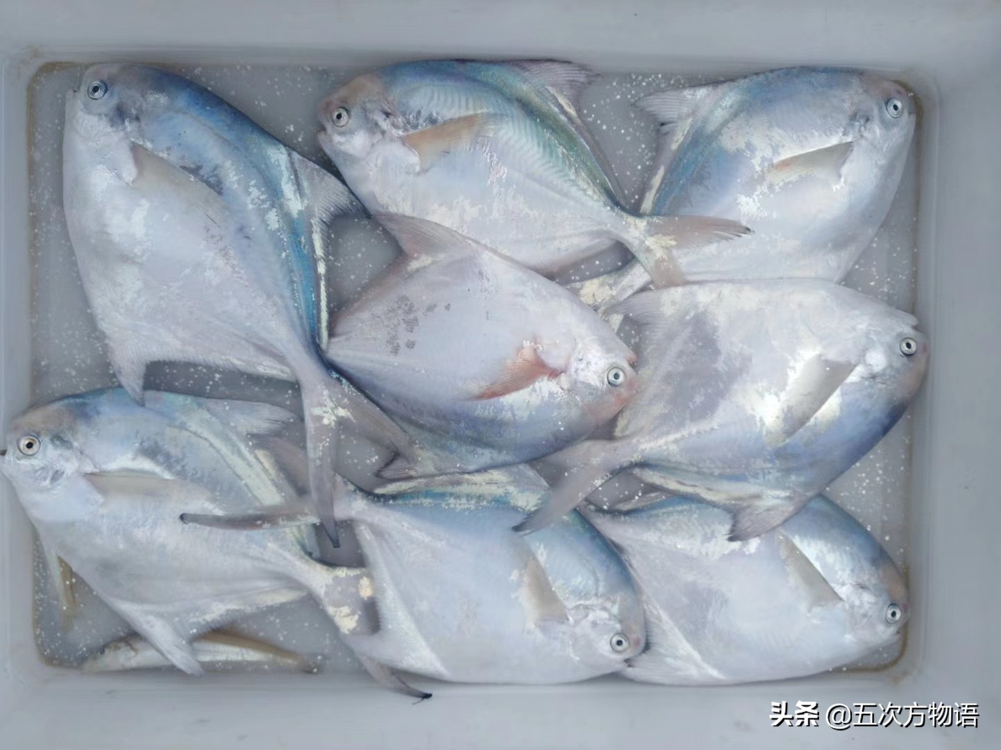 白鲳鱼青岛,青岛鲳鱼什么时间便宜