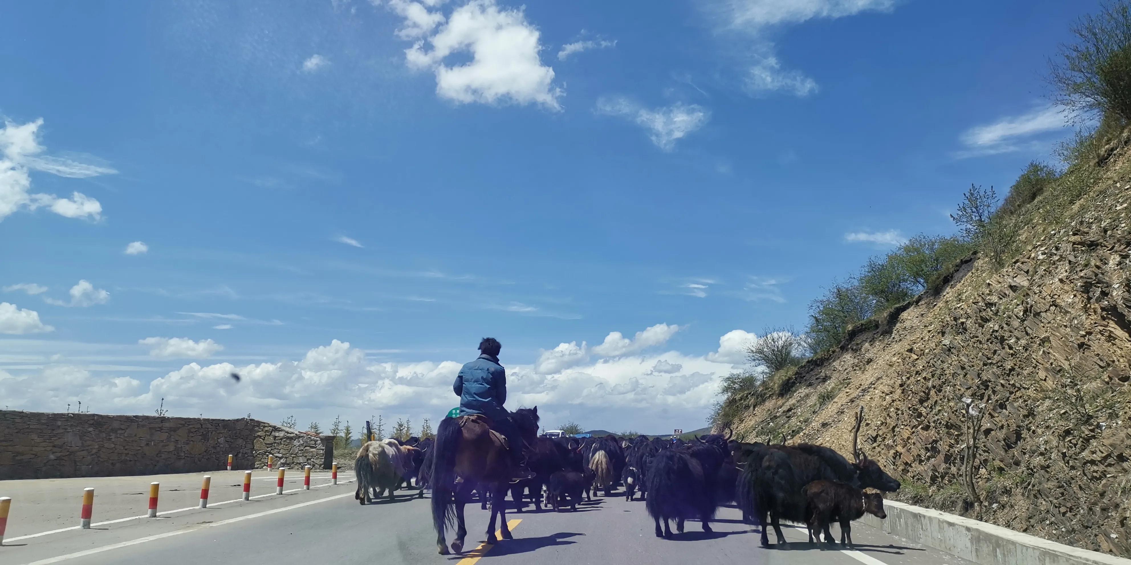 美不胜收的红原大草原,最美蓝天白云大草原