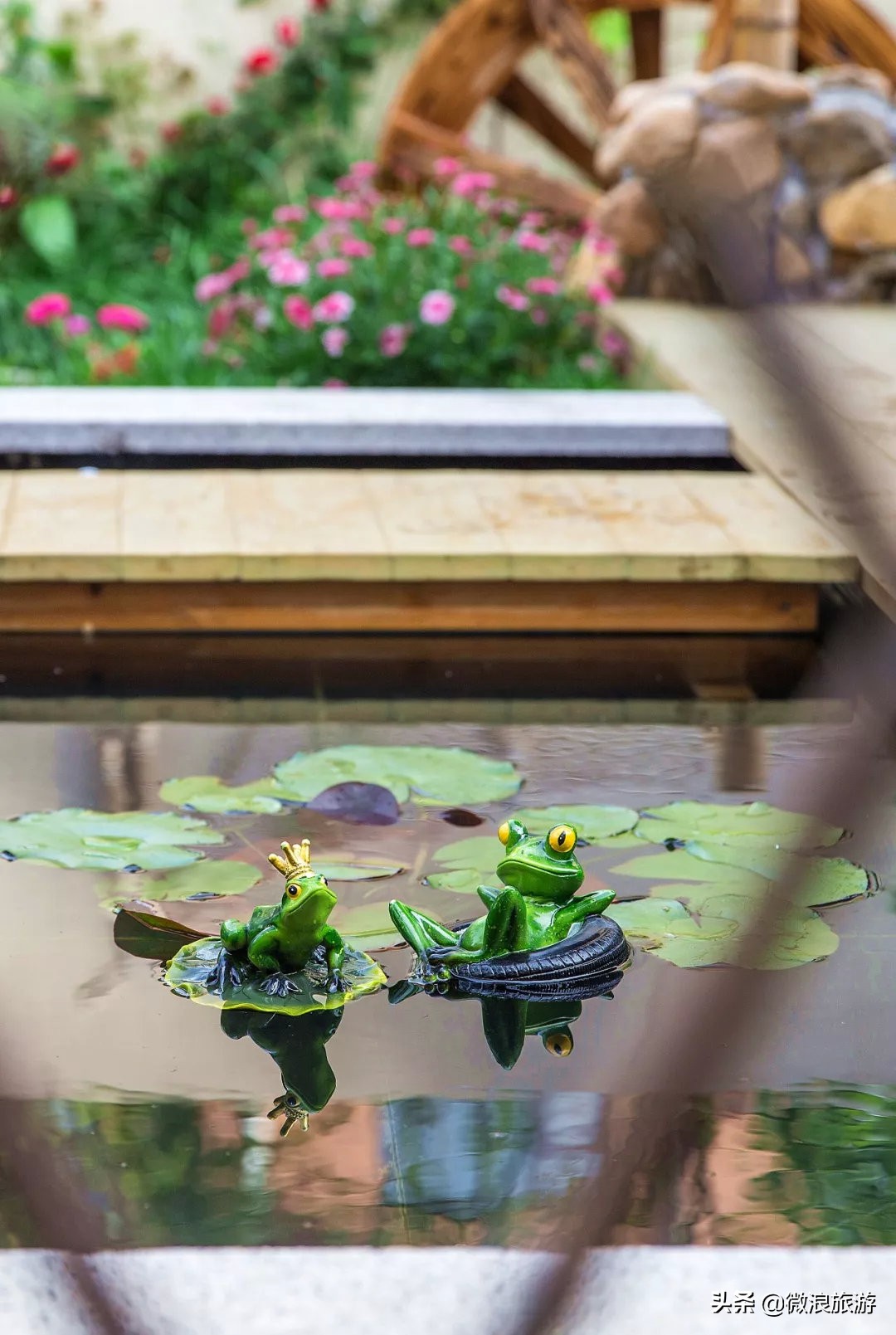 白鹭湾的“选美大赛”，谁是你心中最美的“姑娘”