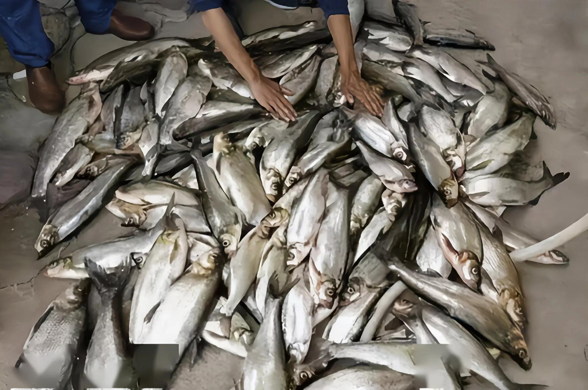 饱受争议的泥鳅钓鱼,为什么不准使用泥鳅钓法