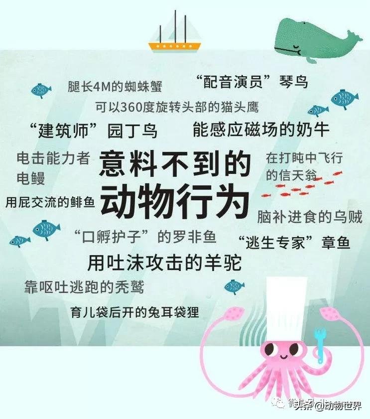 动物世界冷知识-乌贼进食首先要经过的脑部？