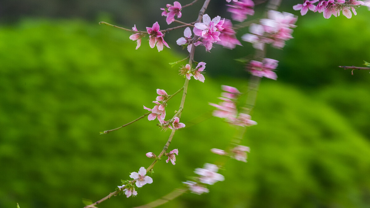 春到桃花水，飘然一叶舟。读古诗词，邂逅时光里的桃花流水