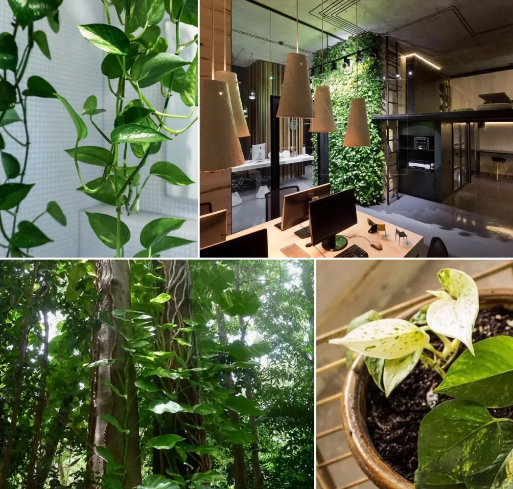 这3种花养在室内长得好,长成瀑布的最好养的花