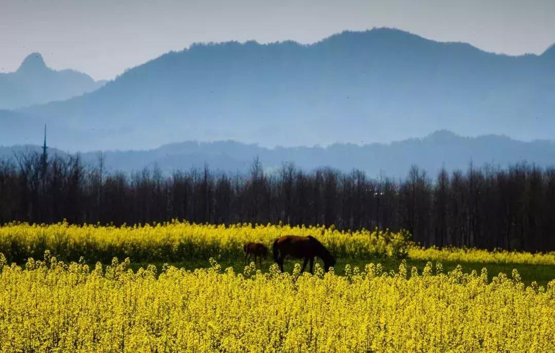一个徽州惊艳全世界,徽州凭什么惊艳世界