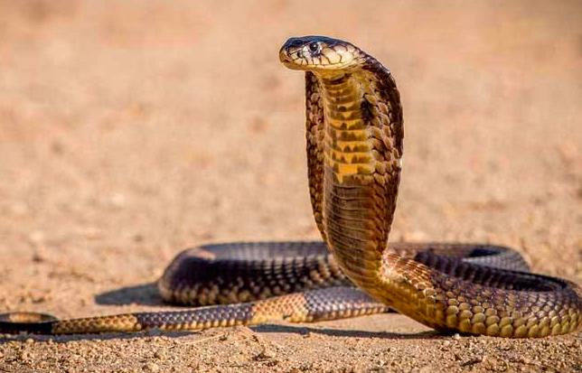 内陆太攀蛇是地球最毒的毒蛇，为什么致死率却是0？