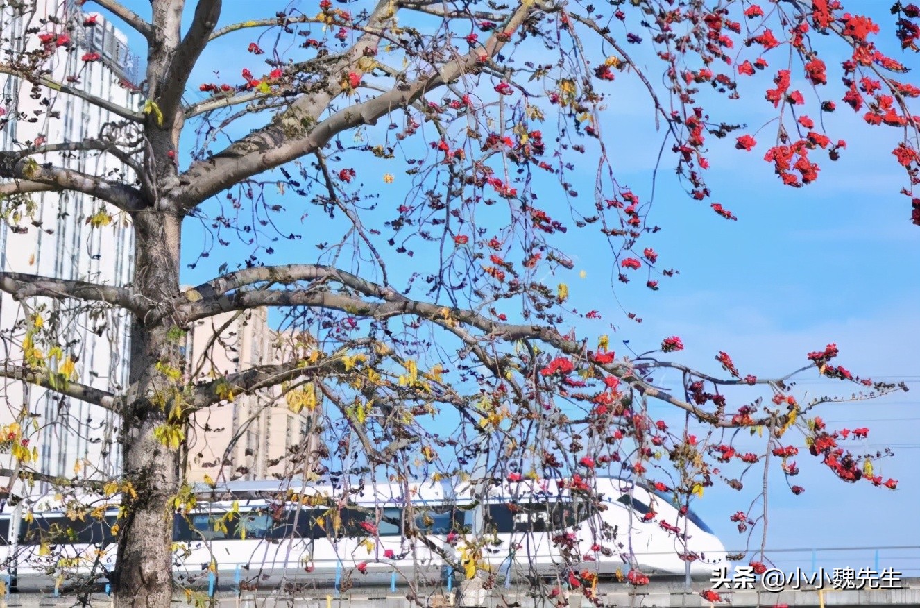 珠海能成为最宜居的城市,珠海各区宜居程度