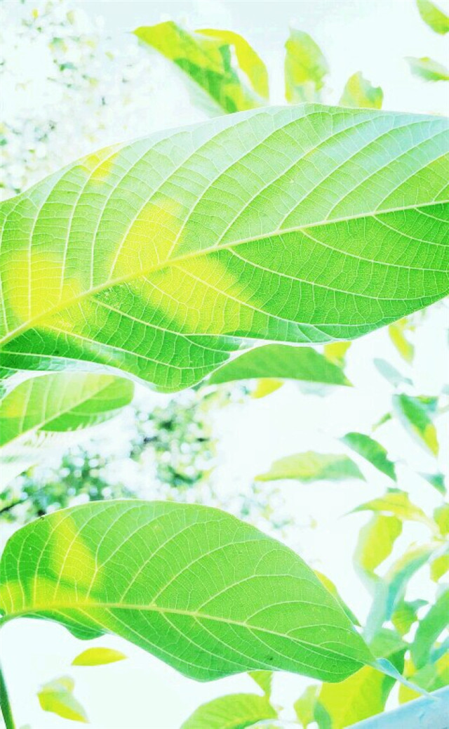 缓解眼睛疲劳壁纸颜色,缓解眼睛疲劳的壁纸高清