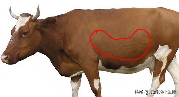 牛身上的肉各部位回民的叫法,牛身上哪个部位的肉最适合烤肉