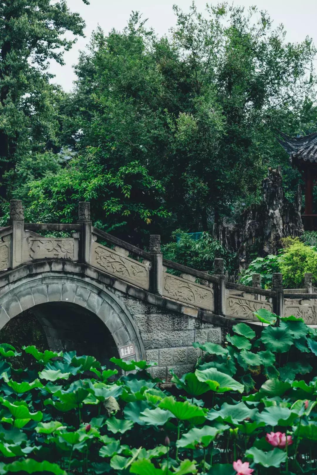 成都最美荷花池,成都荷花池有哪些