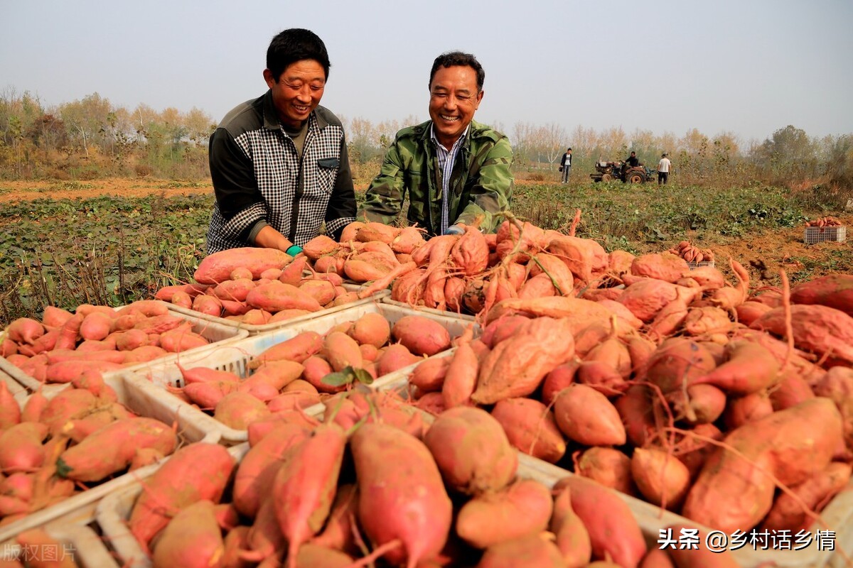 红薯控旺摘心怎么栽,老爸摘红薯苗