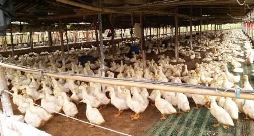 冬天养蛋鸭困难又危险，几个饲养原则大家必须要记住