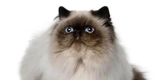 猫癣的预防与治疗论文,治疗猫癣的注意事项