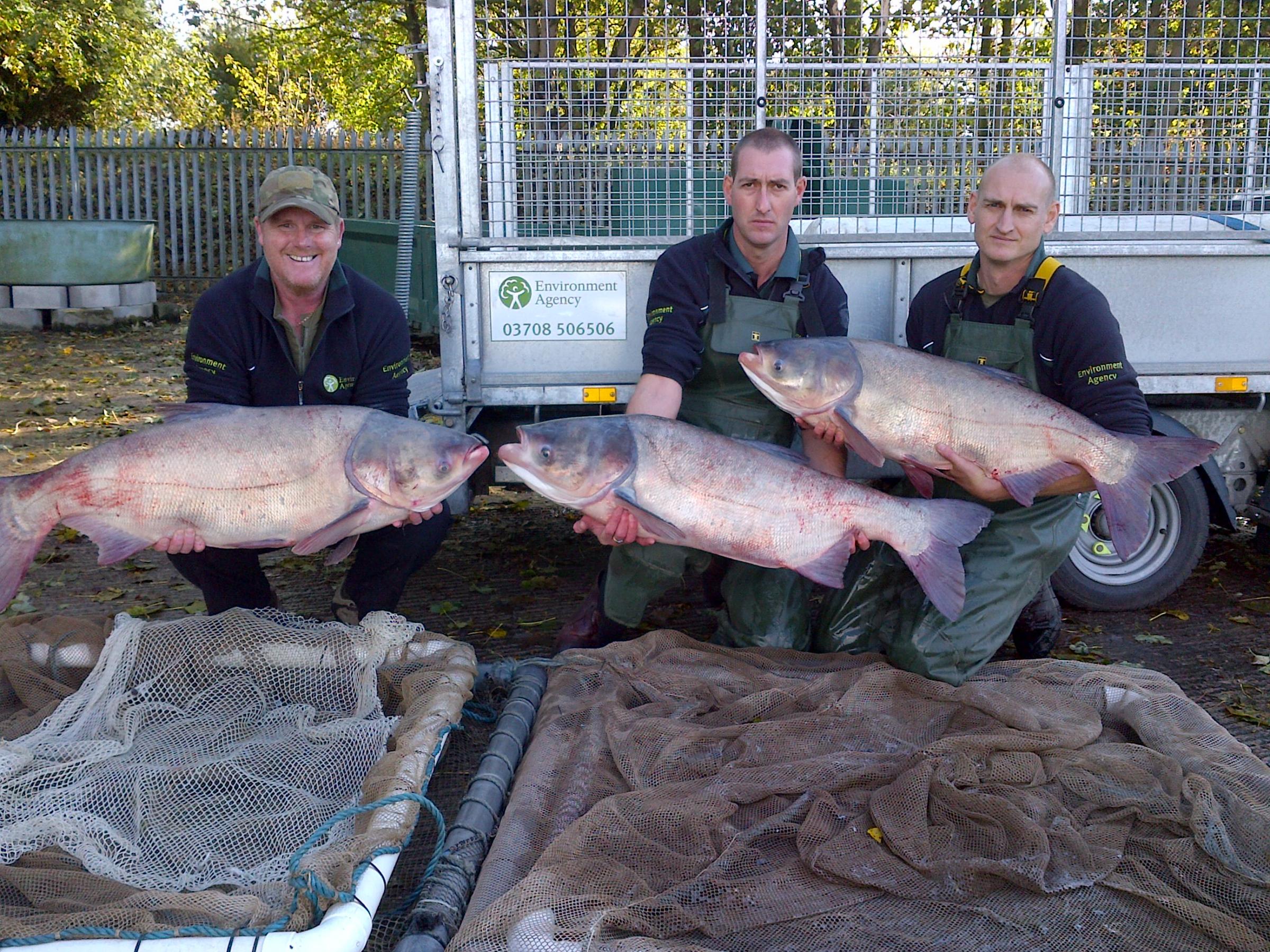 四大家鱼为什么没有卵,四大家鱼大量死亡是什么原因