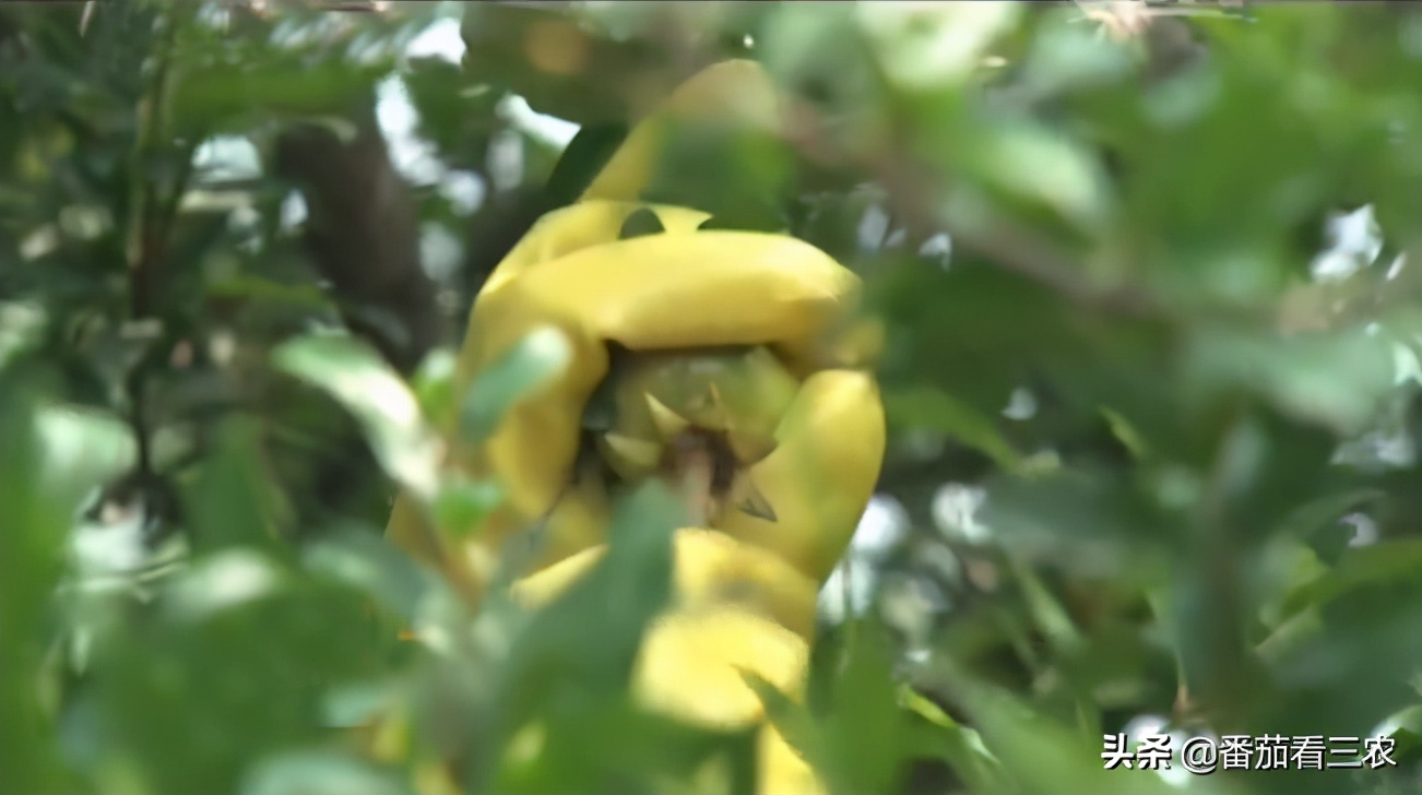 石榴钻心虫最佳防治时间,防石榴钻心虫打什么药