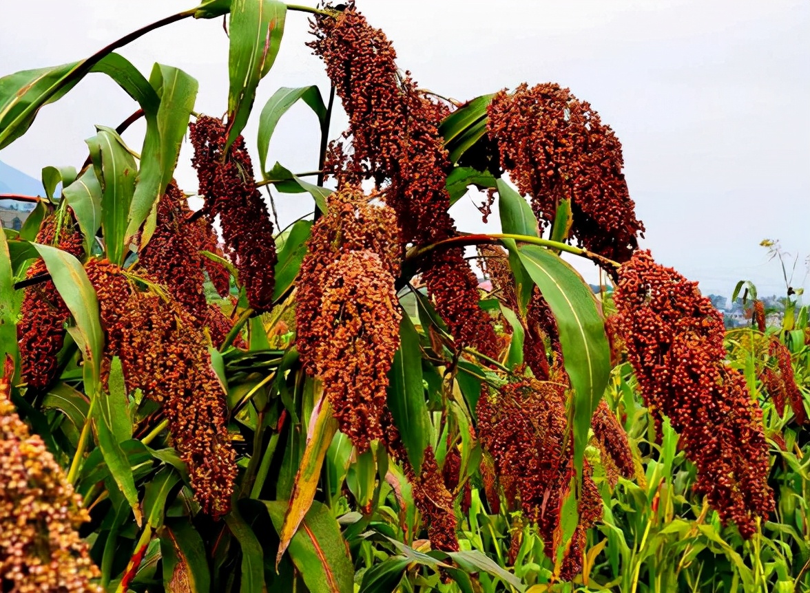 贵州珍酒匠心之作,贵州珍酒最值得收藏的是哪一款