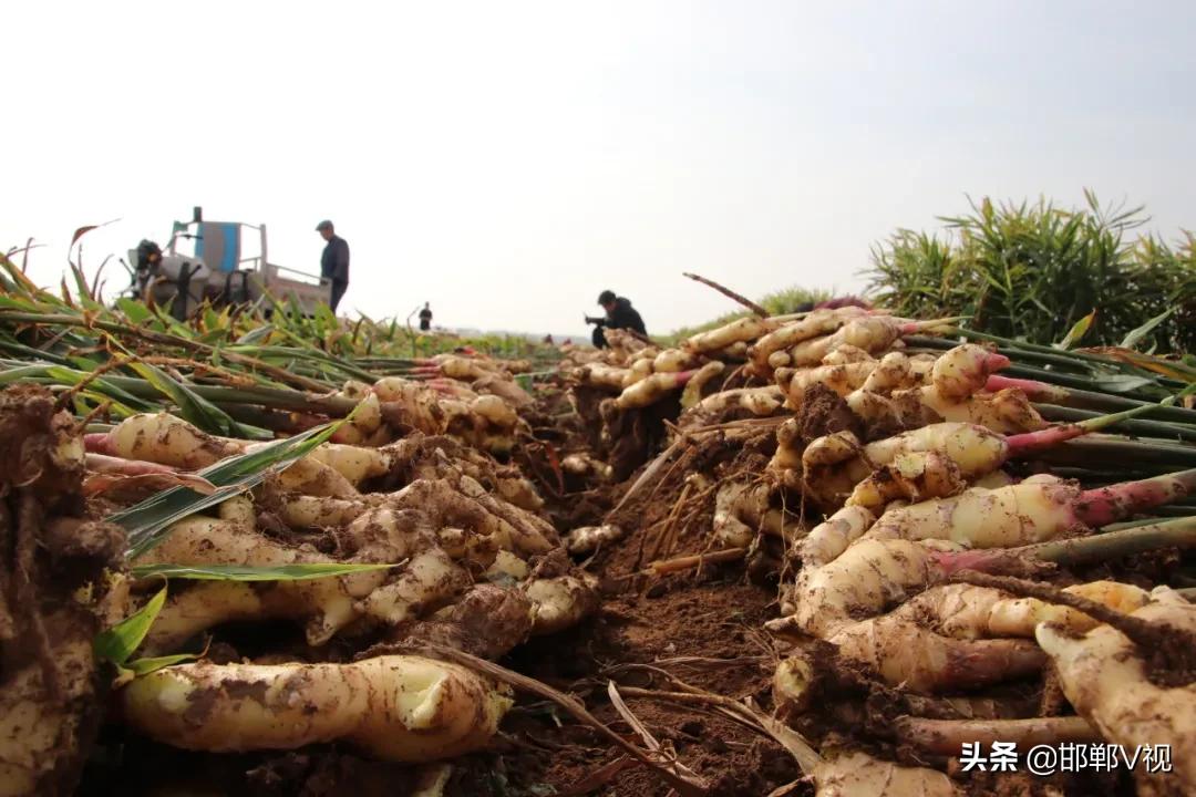 生姜种出脱贫致富路,生姜产业带动了地方经济