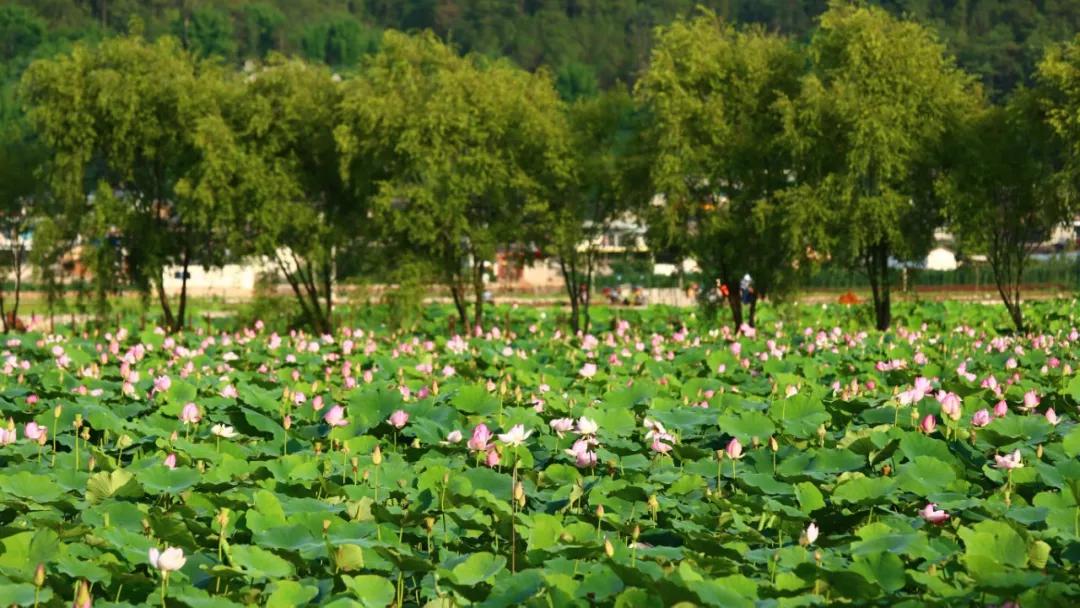 保山有魅力的地方,云南保山有多迷人