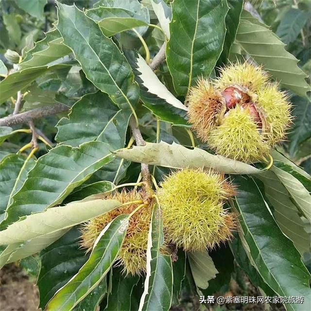 回民小穆,蓟县九山顶有几家回民清真农家院