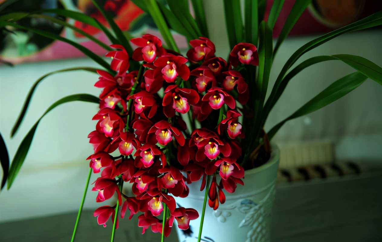 养花小技巧肥料配方表大全,巧施花肥你也能成为养花高手