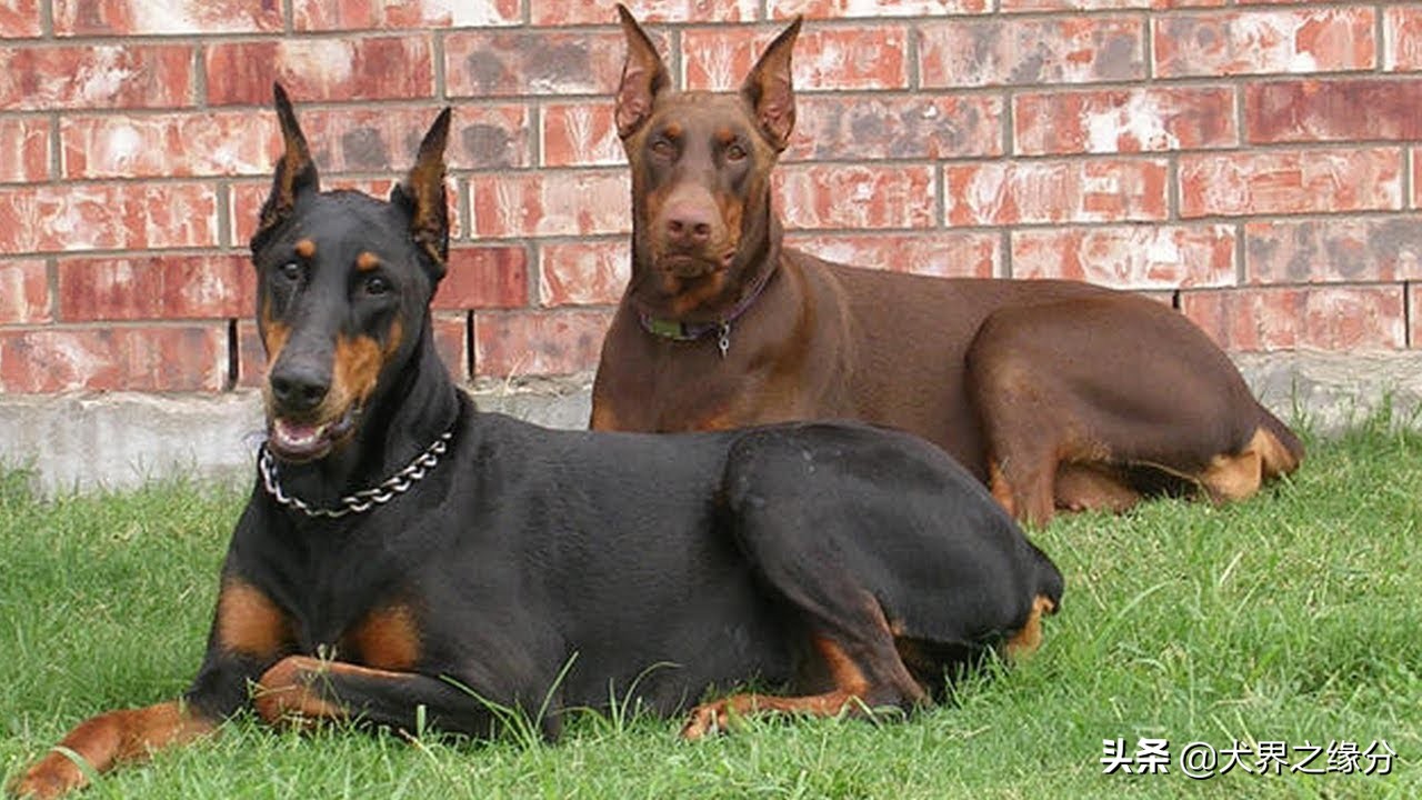 杜宾犬要注意什么事项,养杜宾犬注意什么