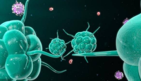 干细胞衰老,衰老造血干细胞