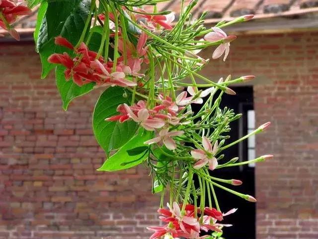 一年四季开花的爬藤花卉有哪些,一年就能爬满墙的爬藤花卉