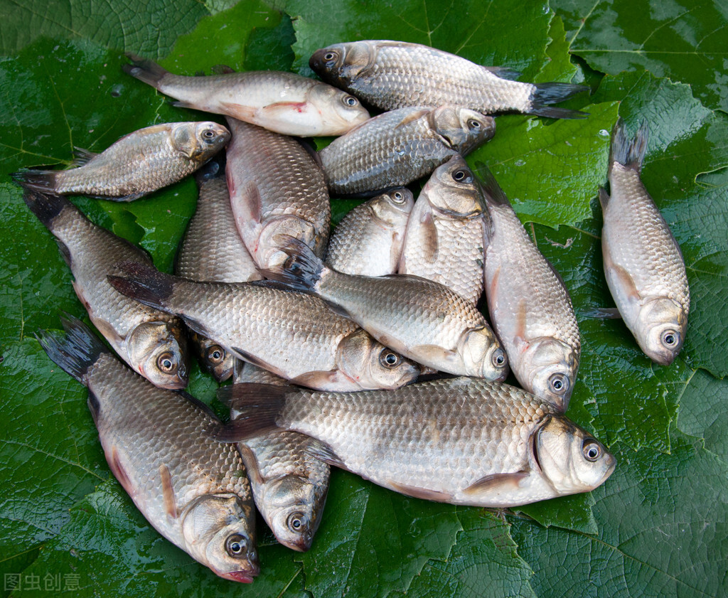 野钓鲫鱼绝密技巧大全,野钓钓鲫鱼技巧详解全攻略