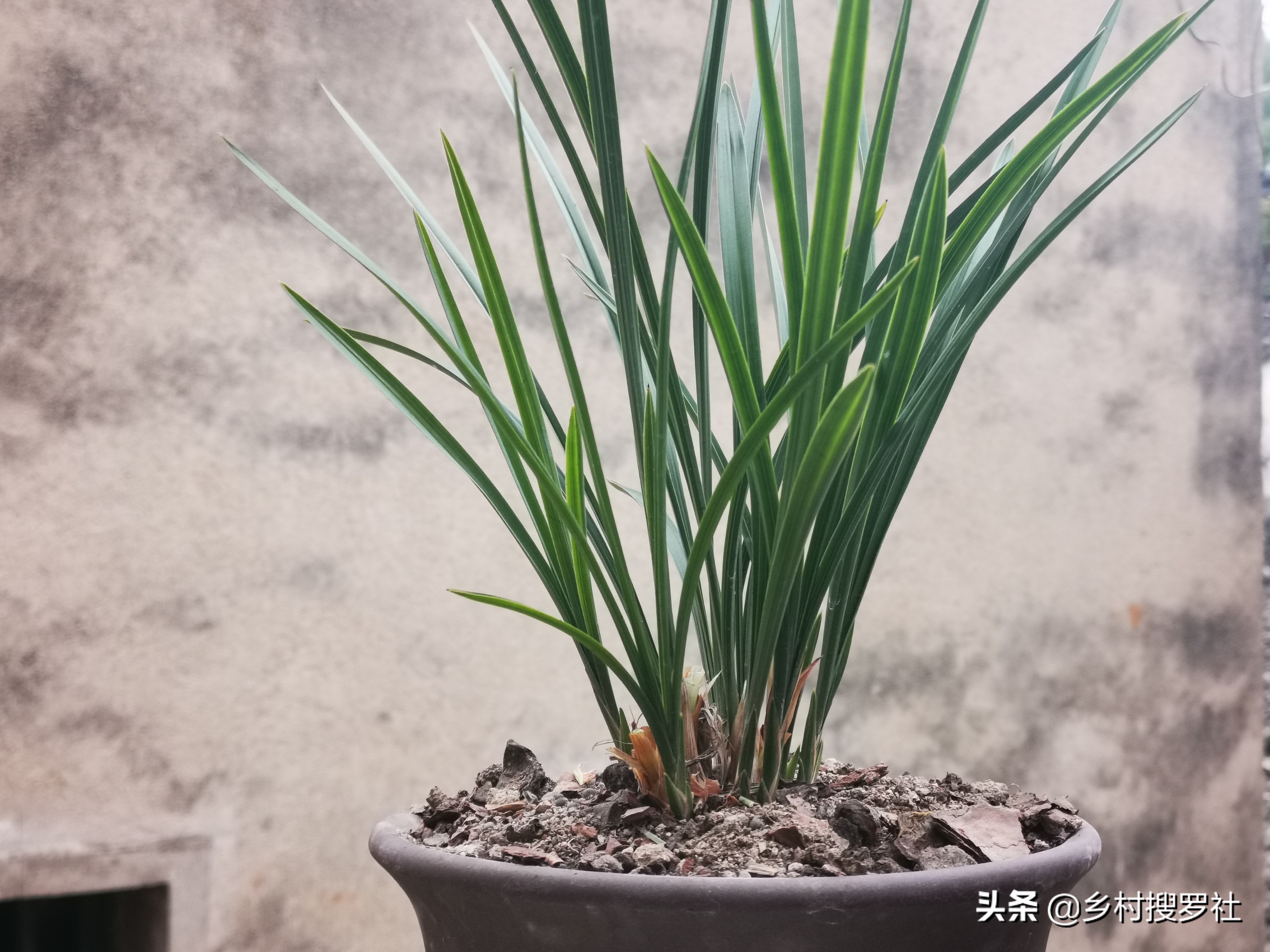 夏天兰花浇水得茎腐病,多菌灵治水仙烂根吗