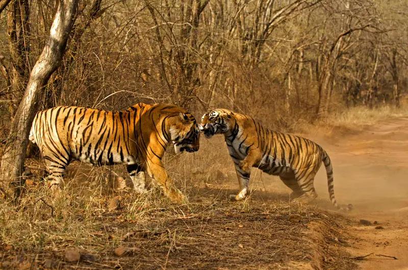 传奇虎王美元男:这只公虎两次作为“单亲奶爸”,养大了两窝虎崽