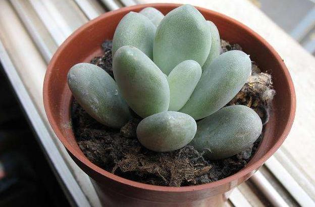 星美人怎么养才爆盆,星美人多肉缀化