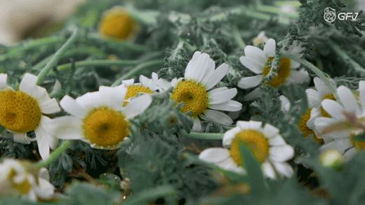 春日野餐记完整版,春日野餐记录视频
