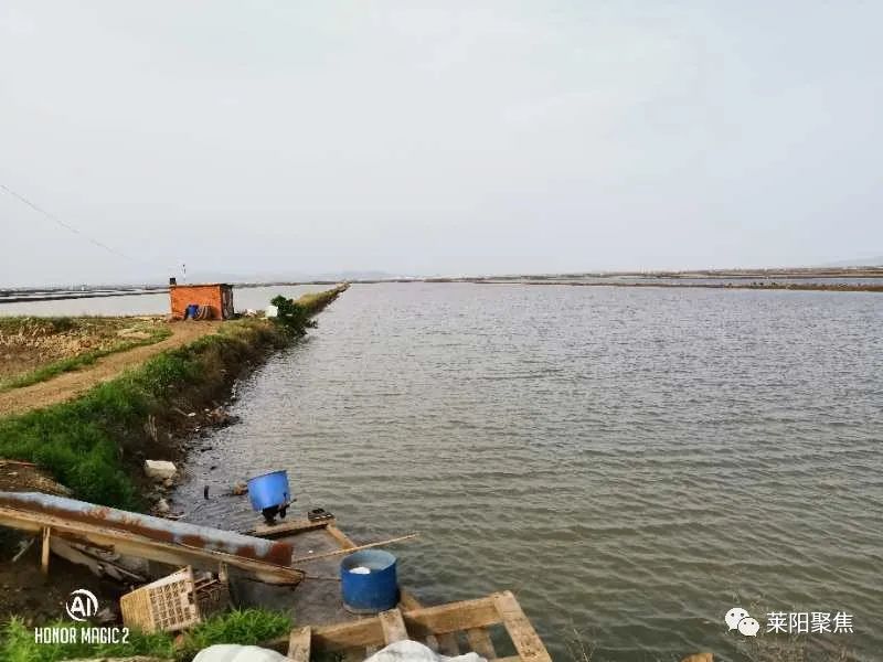 莱阳丁字湾,莱阳丁字湾最新消息