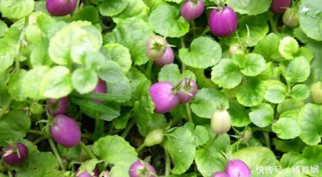 农村几种野草美味野菜 (农村稀奇野菜野草)