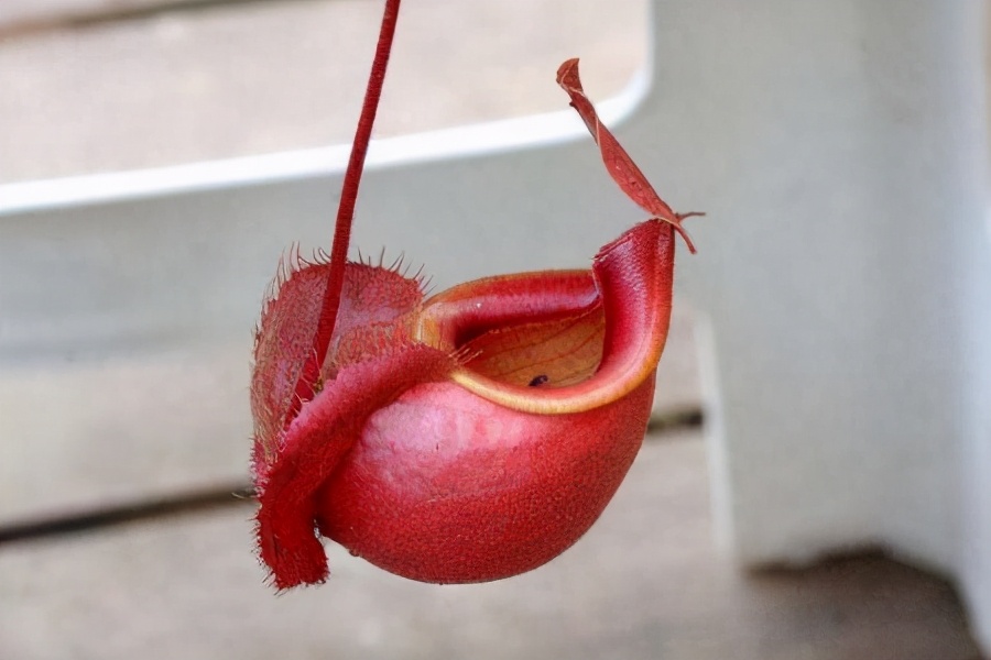 猪笼草吃瓢虫,猪笼草吃老鼠