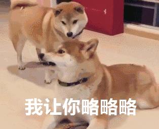 狗言狗语,中国的狗和外国的狗语言一样吗