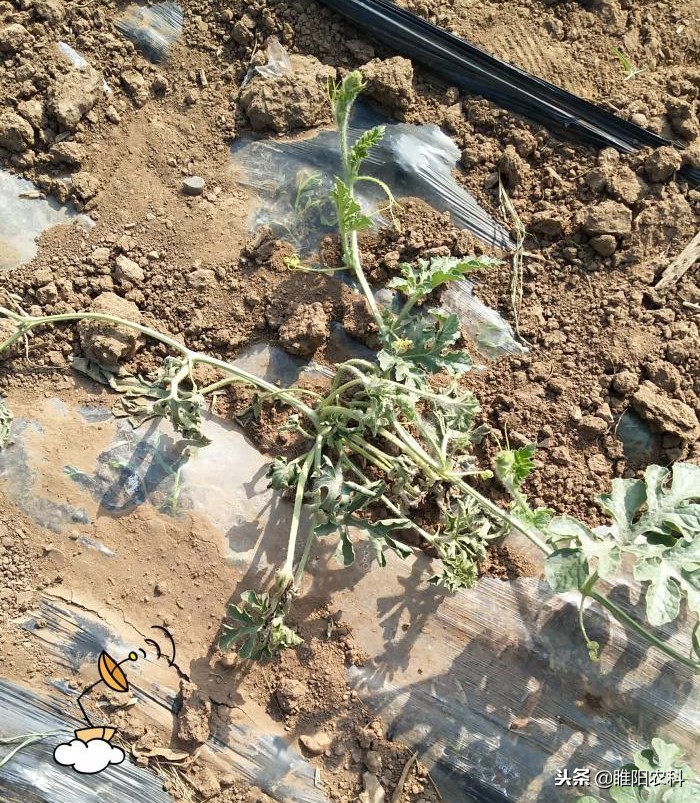 西瓜枯萎病用什么进口药比较好,精甲霜灵防治西瓜枯萎病