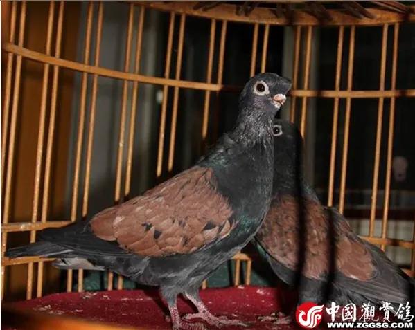 北京鸽哨制作,北京鸽哨晨曲