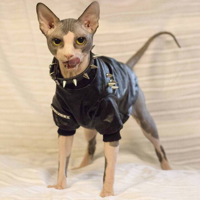 这几种猫很乖巧适合家养,猫中的哪种猫最好