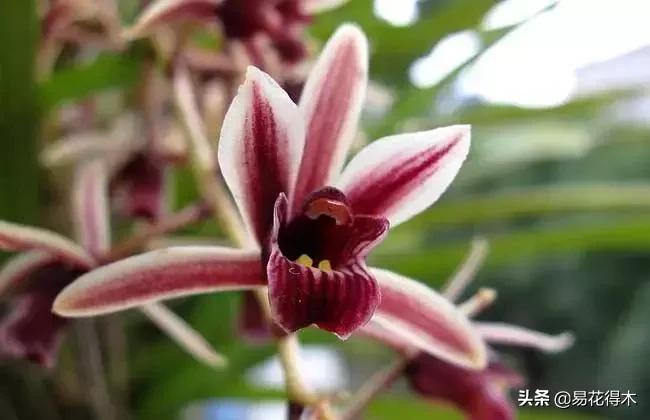 硬叶兰与纹瓣兰哪个贵,兰花老品种出艺莲瓣兰