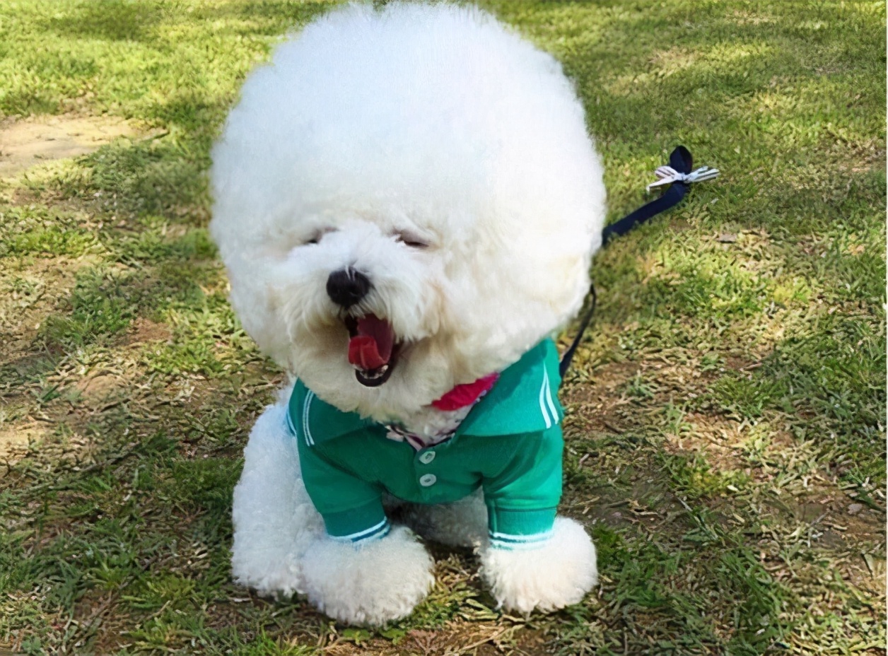 如何养好一只比熊狗狗视频,精品比熊怎么养活视频教程