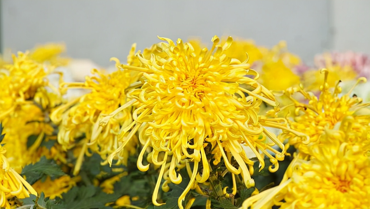 哪些花卉爱阳光浓香好养,喜阴凉的花卉都有哪些好养的