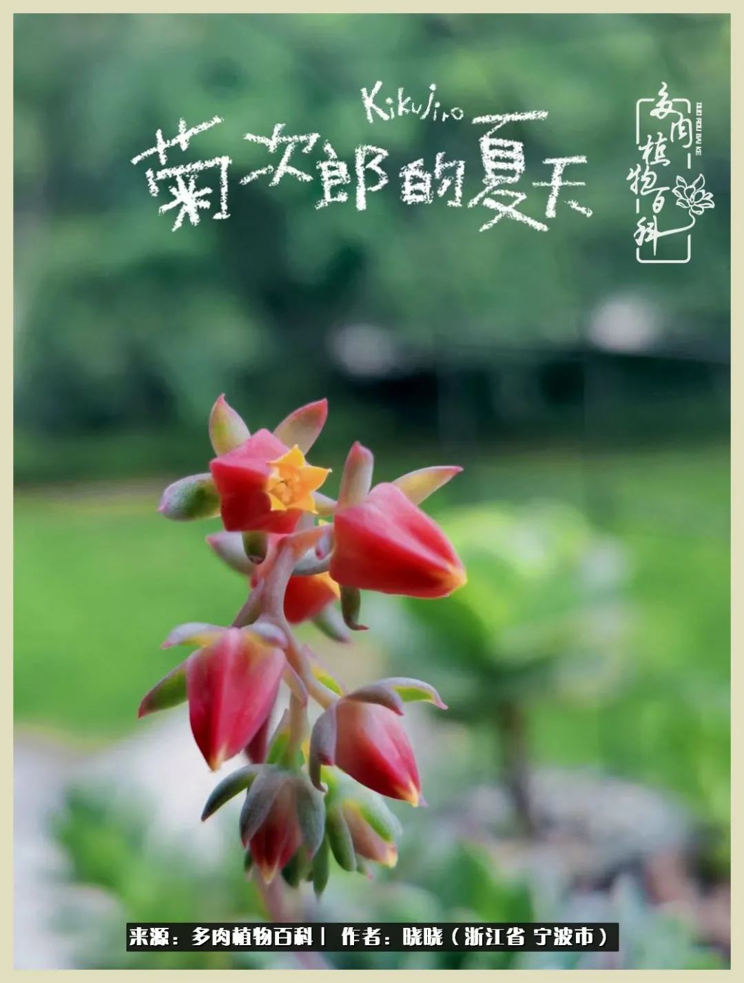 对多肉的热爱深入骨髓,当激情退却希望你依然保持热爱