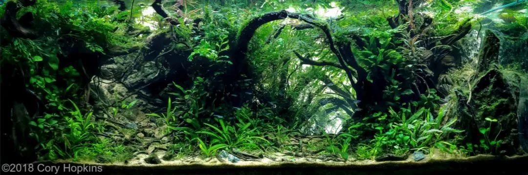 造景如何看起来有层次,十个最好看的造景