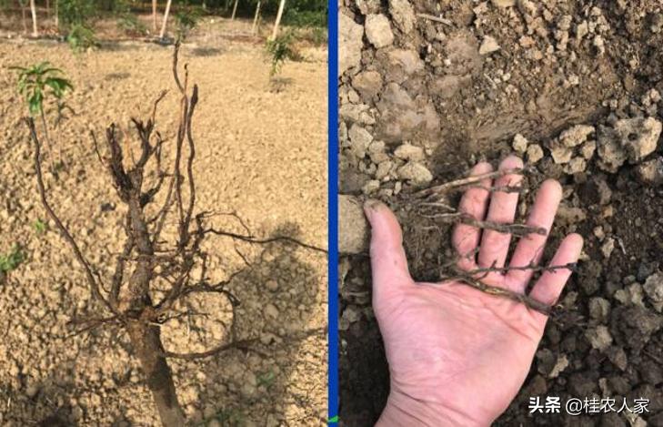 为了解决种植芒果朋友遇上的难题,马上做出芒果病害解决方案