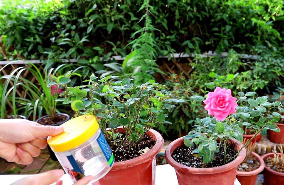 月季霜霉病与灰霉病,月季灰霉病怎么治